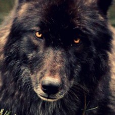 MythicWolf@meow.social