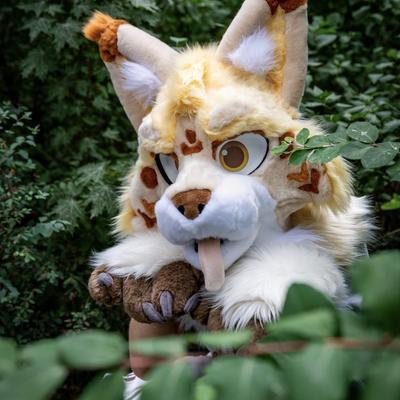 Lynx on rails 🐱🚄🐾