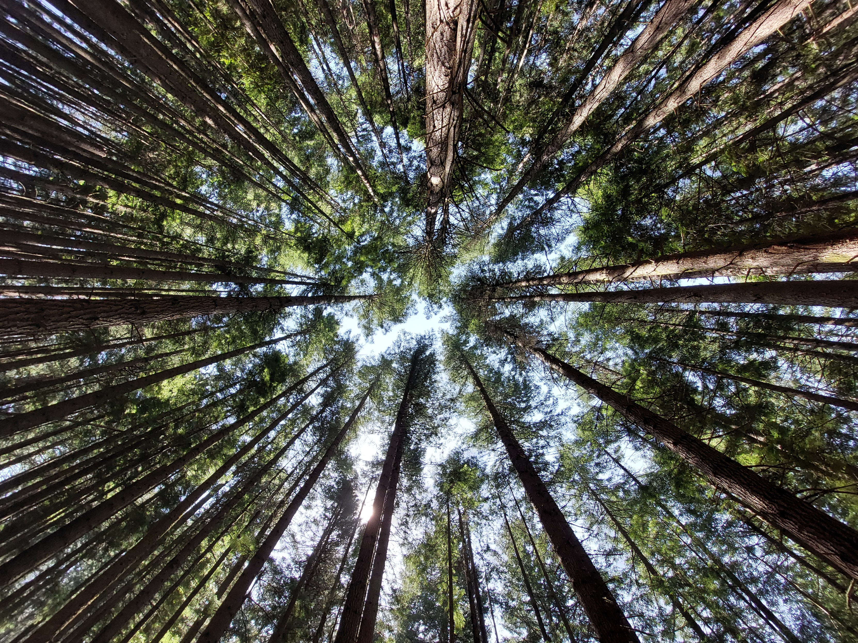 another "fish-eye" view up to the ceiling of a forest, with trees pointing inward from every direction around the frame toward a gap in the canopy in the center, this time with more spring greens and browns and lively color in general another "fish-eye" view up to the ceiling of a forest, with trees pointing inward from every direction around the frame toward a gap in the canopy in the center, this time with more spring greens and browns and lively color in general