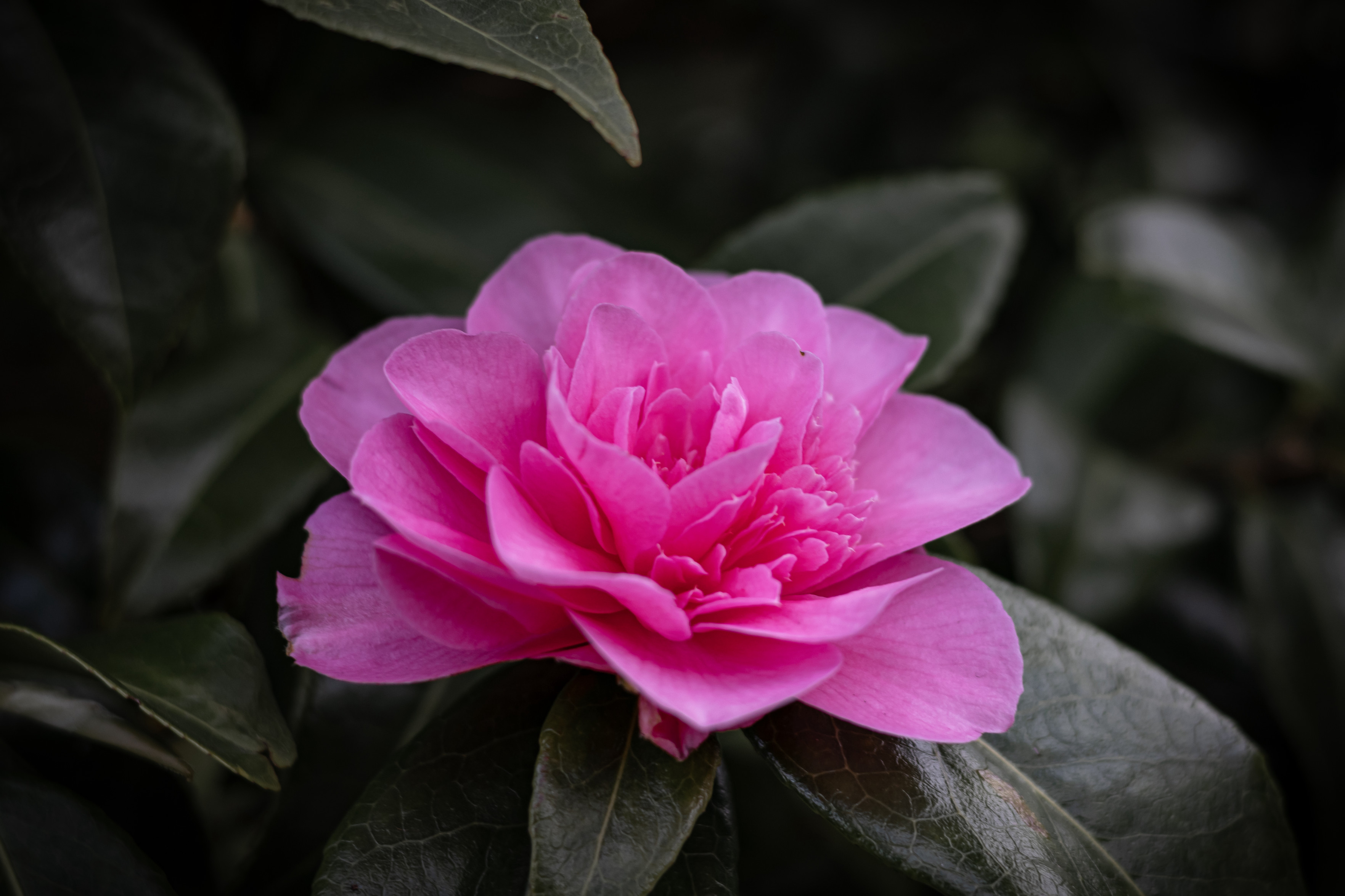 A Japanese Camellia flower